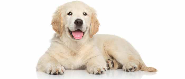 Pet & Horse Supplies